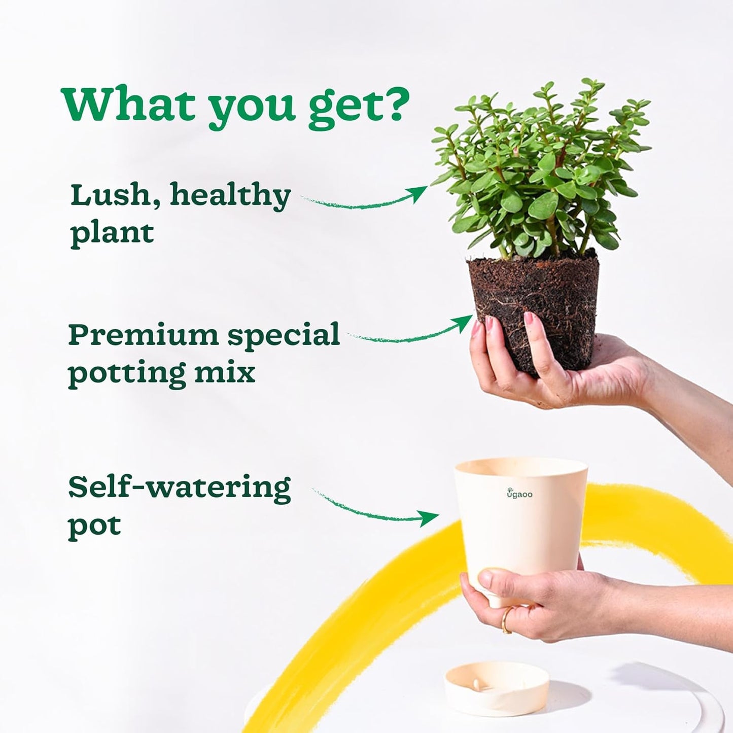 Good Luck Vastu Kuber Plant
