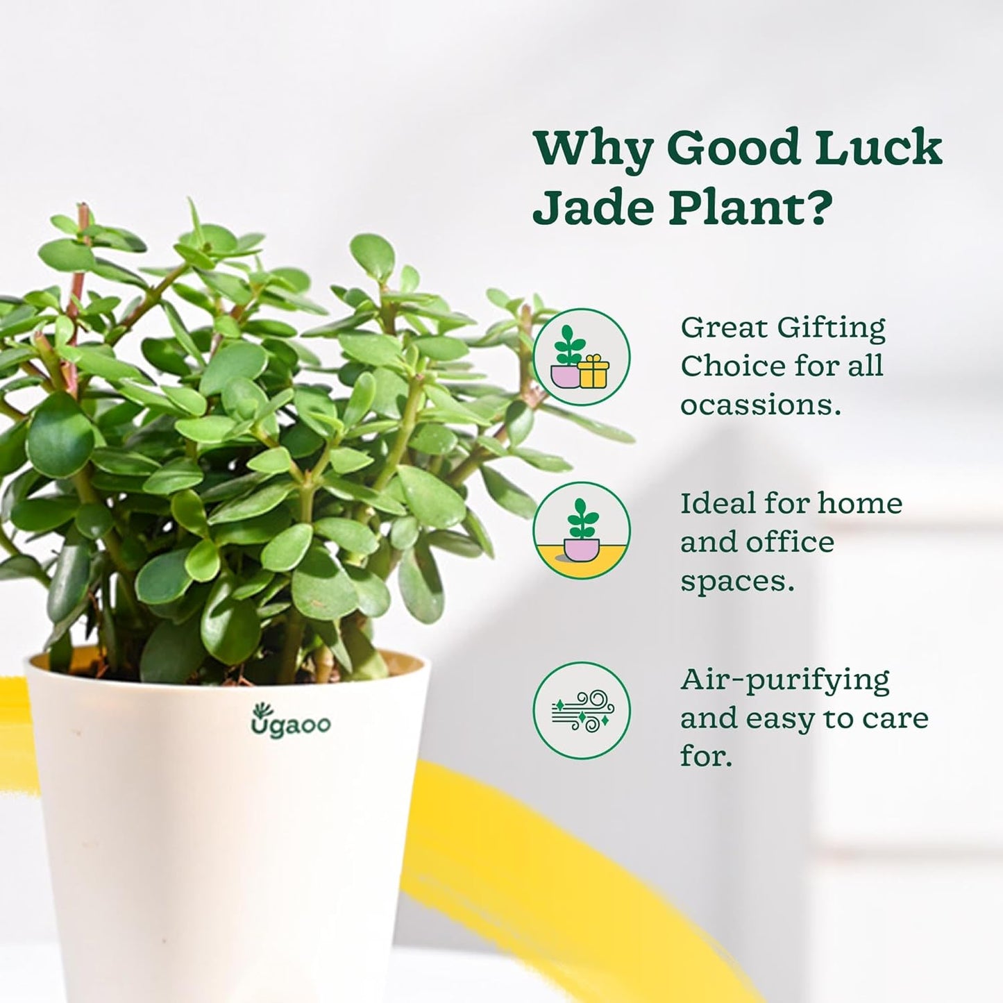 Good Luck Vastu Kuber Plant