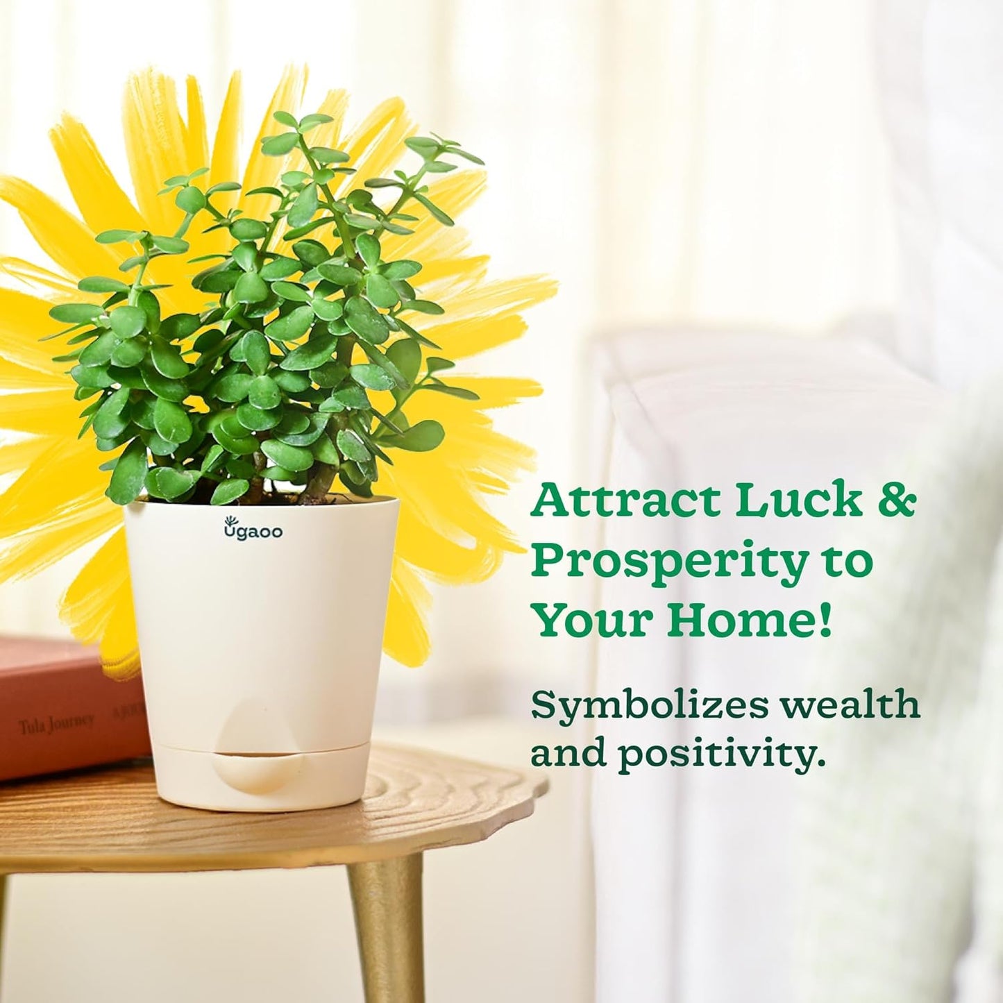 Good Luck Vastu Kuber Plant