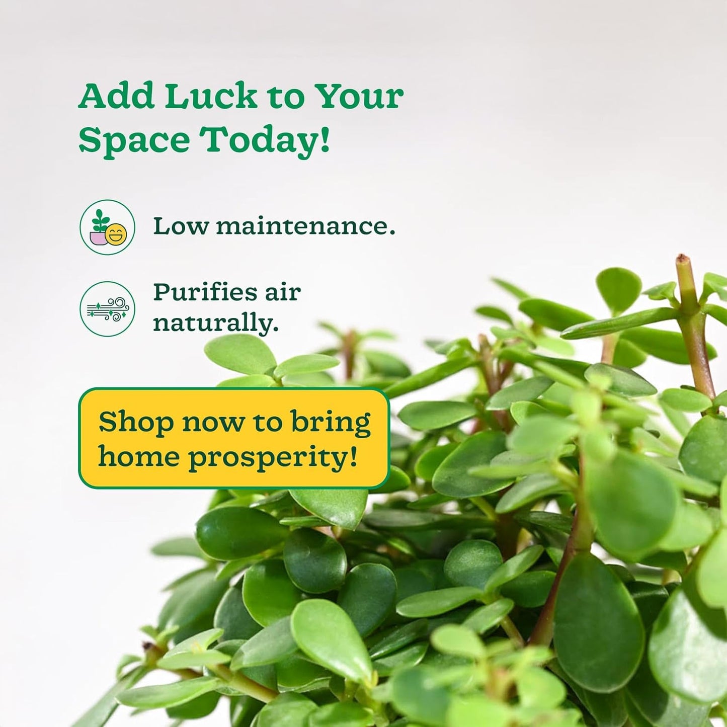 Good Luck Vastu Kuber Plant